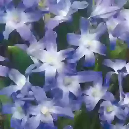 Forbesii Blue Giant